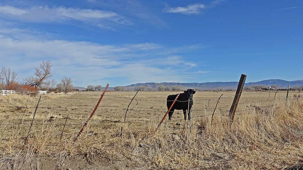 Heifer in Carson Valley